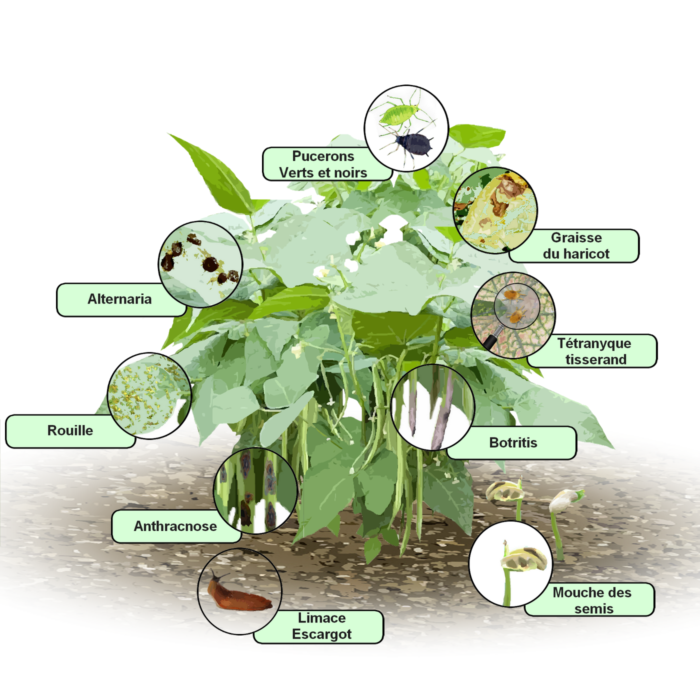 parasites et maladies des haricots traitements bio